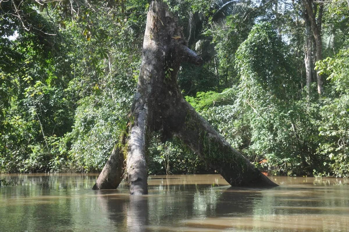 Envira-Amazonien-Projekt - Erhaltung des Tropenwaldes - Brasilien - Image 4
