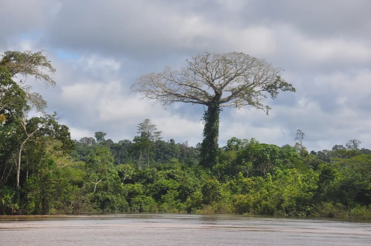 Envira-Amazonien-Projekt - Erhaltung des Tropenwaldes - Brasilien - Image 2