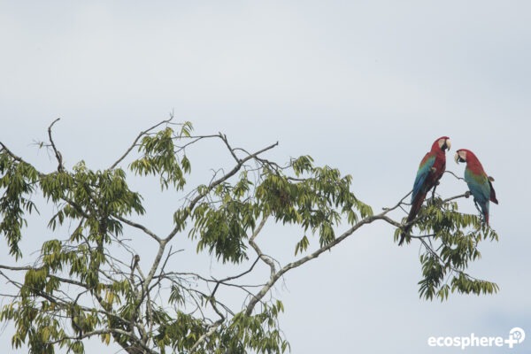 Tambopata-Bahuaja-Biodiversitätsreservat - Peru - Image 5