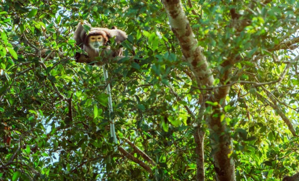 Keo Seima Wildlife Sanctuary - Kambodscha - Image 3