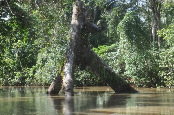 Envira-Amazonien-Projekt - Erhaltung des Tropenwaldes - Brasilien - Image 4