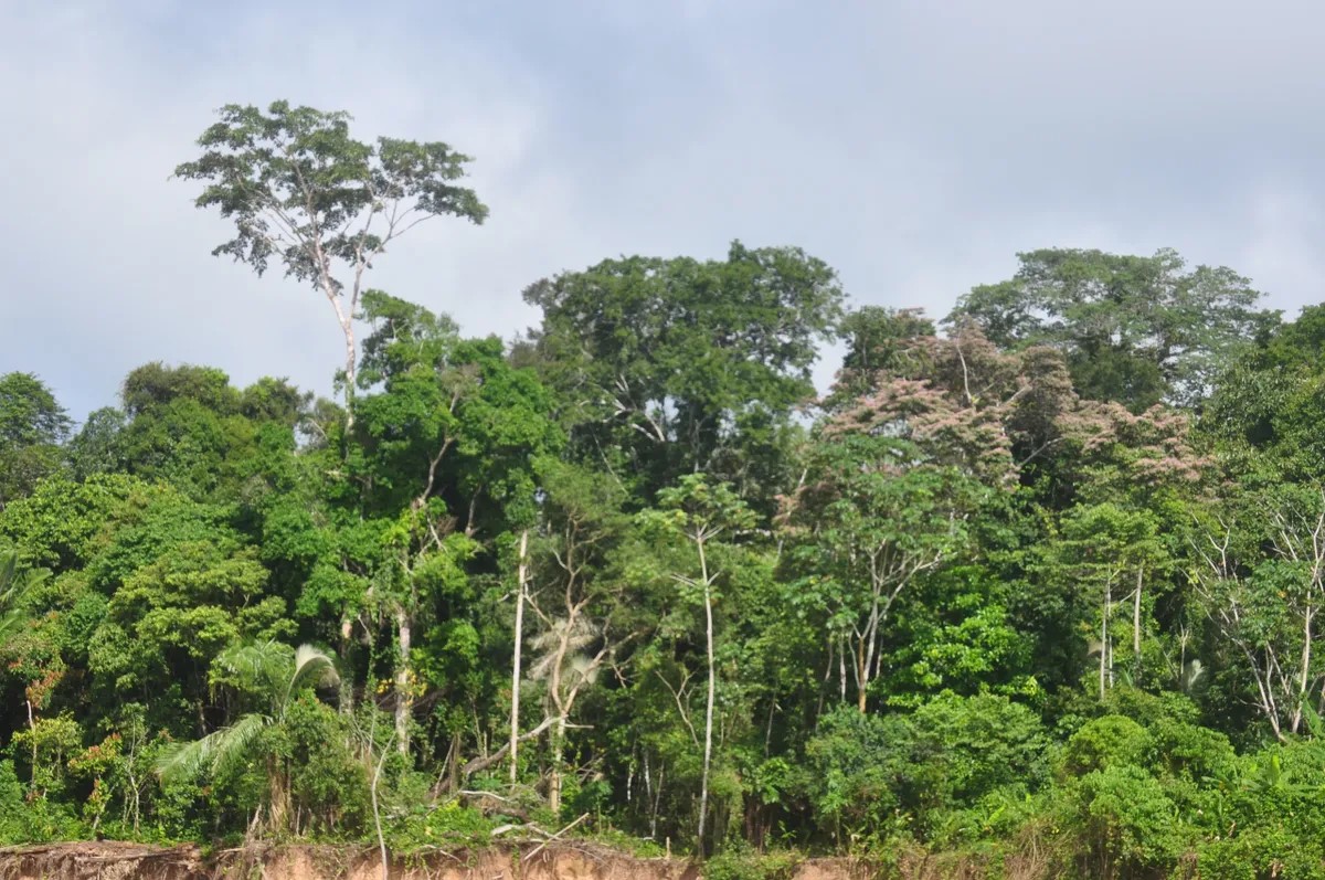 Envira-Amazonien-Projekt - Erhaltung des Tropenwaldes - Brasilien