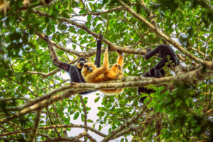 Keo Seima Wildlife Sanctuary - Kambodscha
