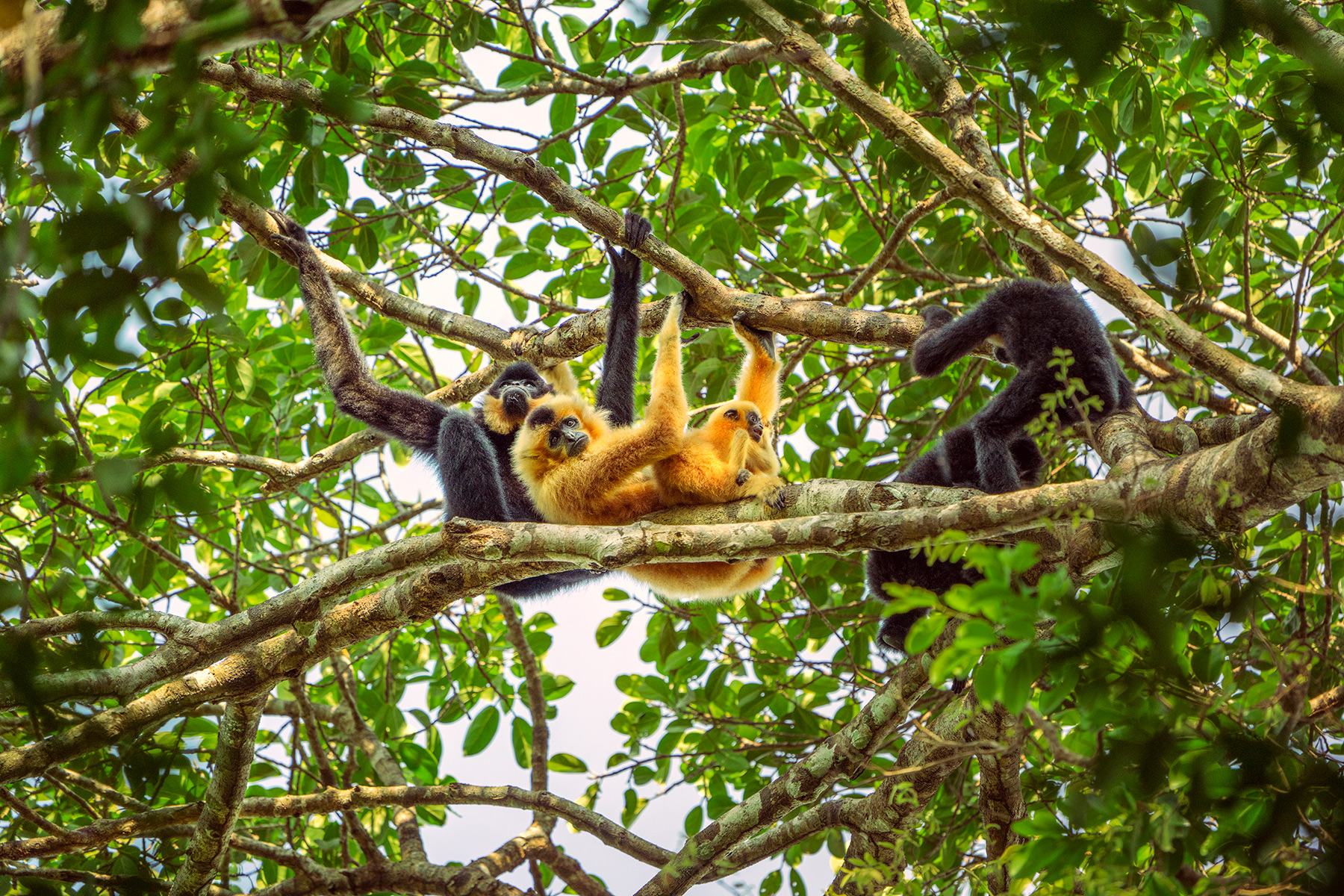 Keo Seima Wildlife Sanctuary - Kambodscha