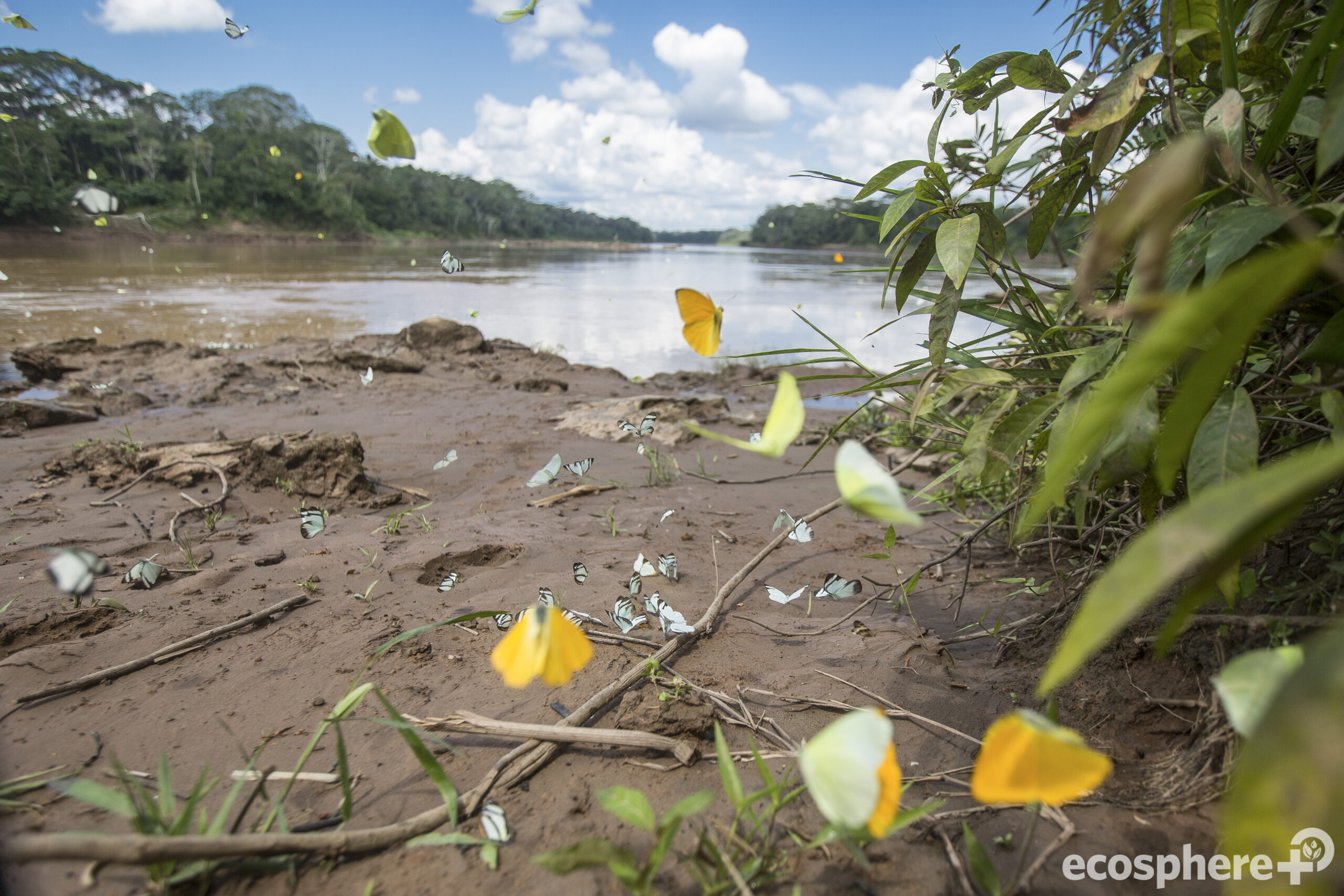 Tambopata-Bahuaja-Biodiversitätsreservat - Peru
